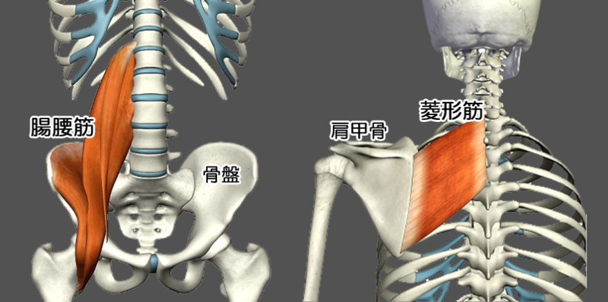 金沢市の西金沢・御経塚での肩こり・腰痛・首の痛みや猫背改善なら金沢カイロプラクティック結